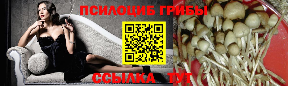 Псилоцибиновые грибы Psilocybine cubensis Чита